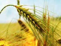 افزایش قیمت خرید تضمینی گندم اقدامی مدبرانه برای حمایت از تولید