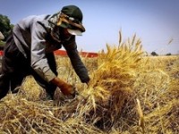 خرید ۳۰۰ هزار تن گندم با قیمت تضمینی تا ۴ اردیبهشتماه